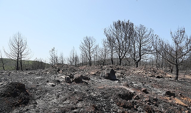 Urla küllerinden doğacak