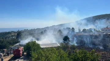 Yalova Armutlu’da orman yangını kontrol altında