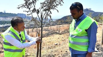 Yangınların etkilediği 15 bin ağaç tedavi edilerek hayatta tutulacak