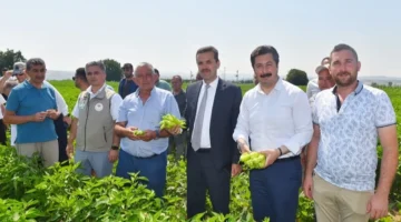 Yenişehir Biberi’nin marka değeri artacak