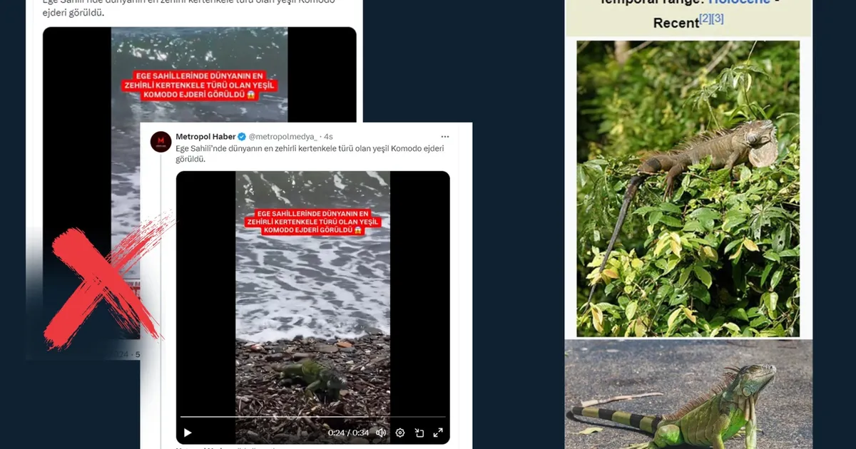 ‘Yeşil Komodo Ejderi’ iddiası dezenformasyon!