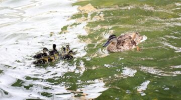 Ankara’nın simgelerinden Kuğulu Park’ta 8 yavru ördek daha suyla buluştu