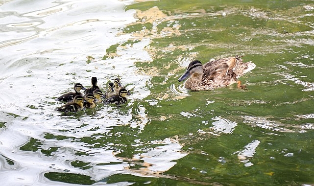 Ankara’nın simgelerinden Kuğulu Park’ta 8 yavru ördek daha suyla buluştu