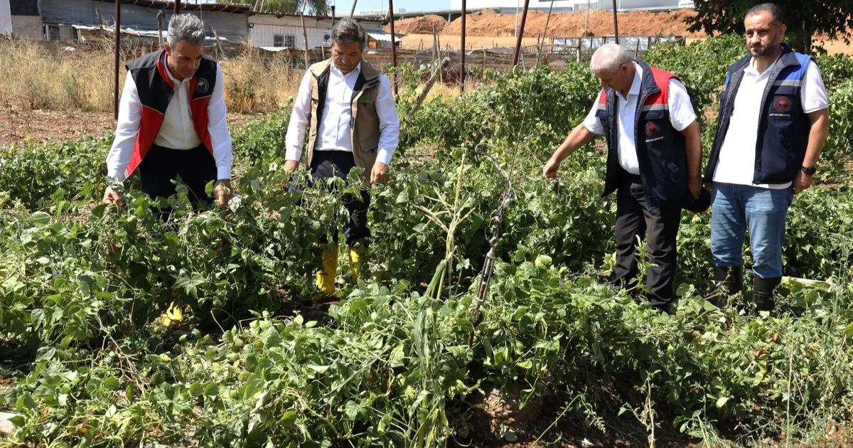 Bilecik Pazaryeri’nde yağıştan zarar gören arazilere yakın mercek