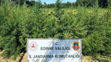 Edirne’de binlerce kök kenevir el konuldu