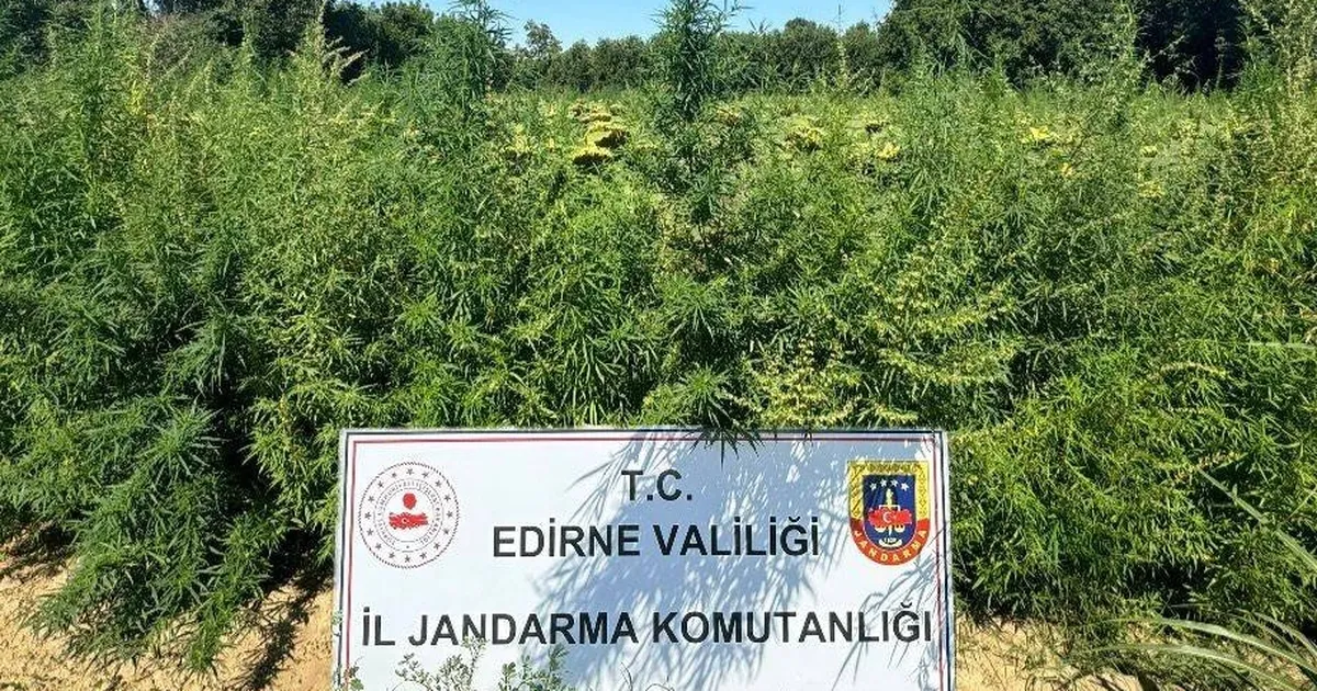 Edirne’de binlerce kök kenevir el konuldu