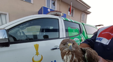 Nesli Tükenmekte Olan Kızıl Şahin Koruma Altına Alındı